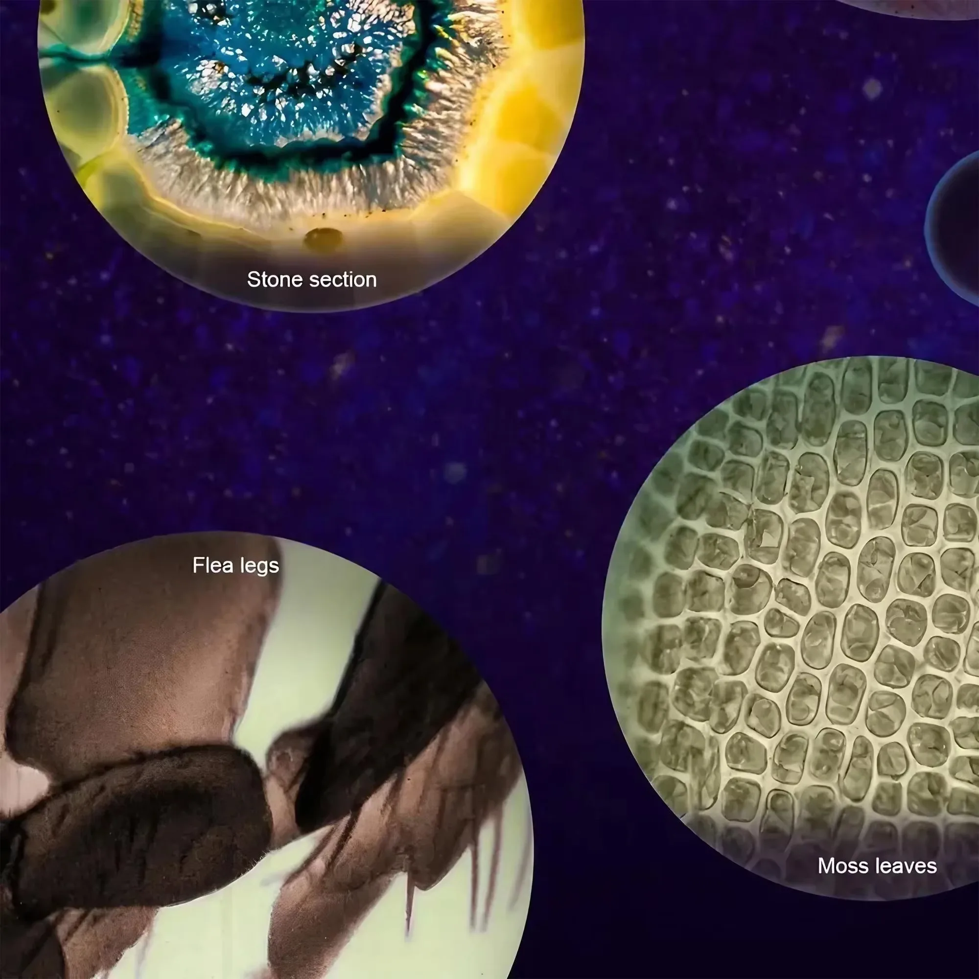 กล้องจุลทรรศน์พกพาขนาดเล็ก 60x - Microscope Kids Science บทวิจารณ์และราคา